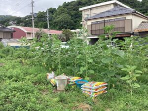 ひまわりの植え付けの様子