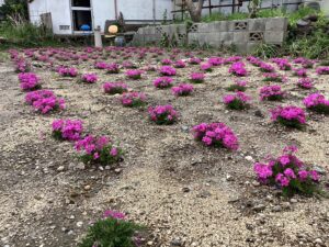 満開の芝桜の様子
